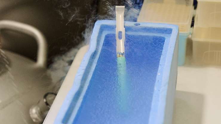 In Vitro Fertilization (IVF) and Embryo Transfer